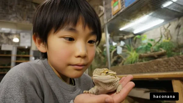 子どもと爬虫類のふれあい