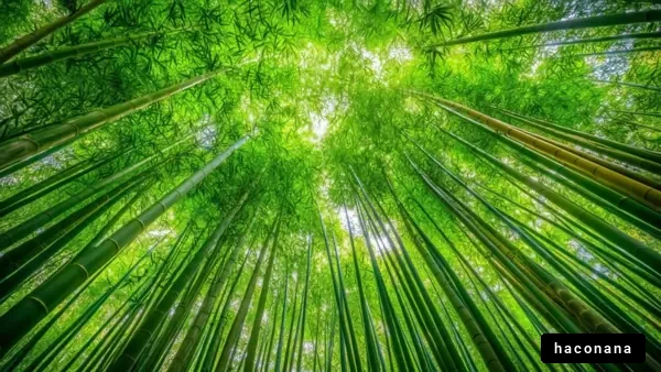 竹林の静かな風景