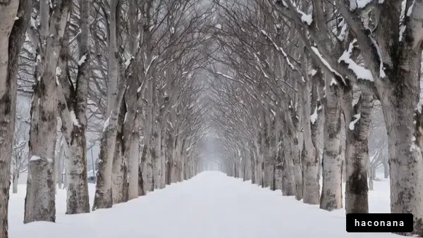 雪に覆われた木々の道