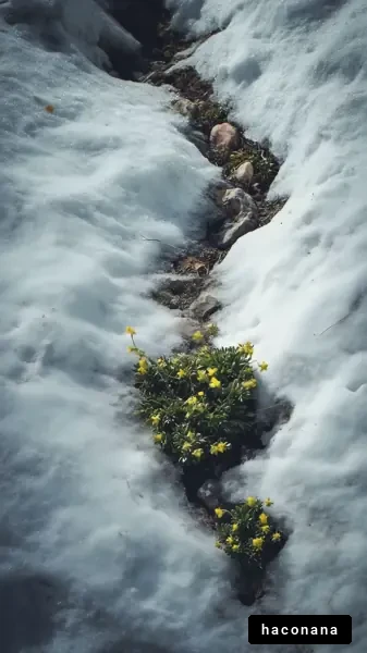 雪の中の花々