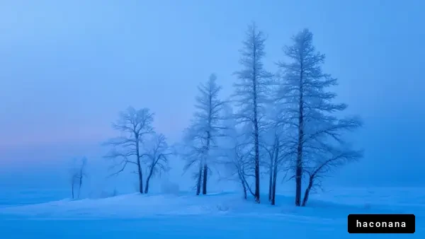 青い冬の木々の風景
