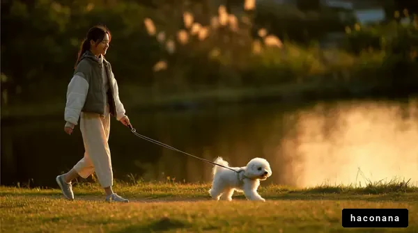 夕暮れの犬との散歩
